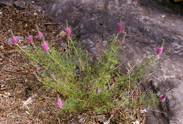 {Dalea gattingeri}